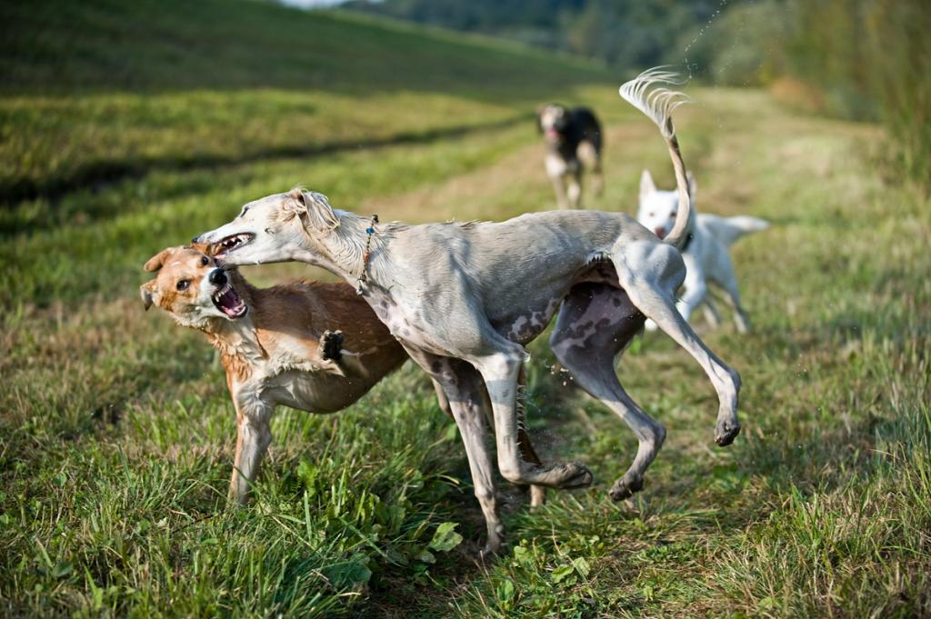 MOM1133 dogs
