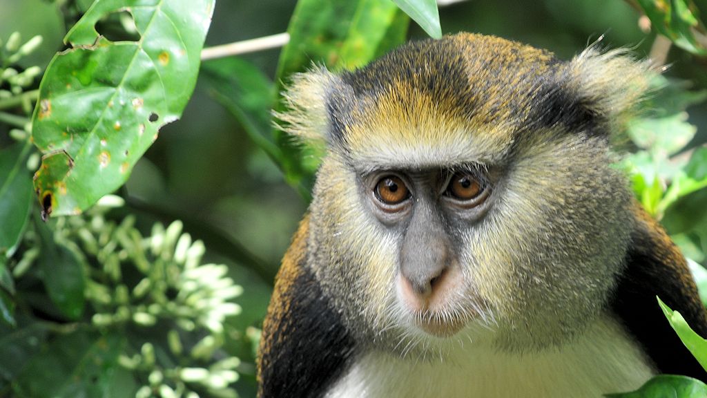 Monameekratze
Boabeng-Fiema Monkey Sanctuary
4798