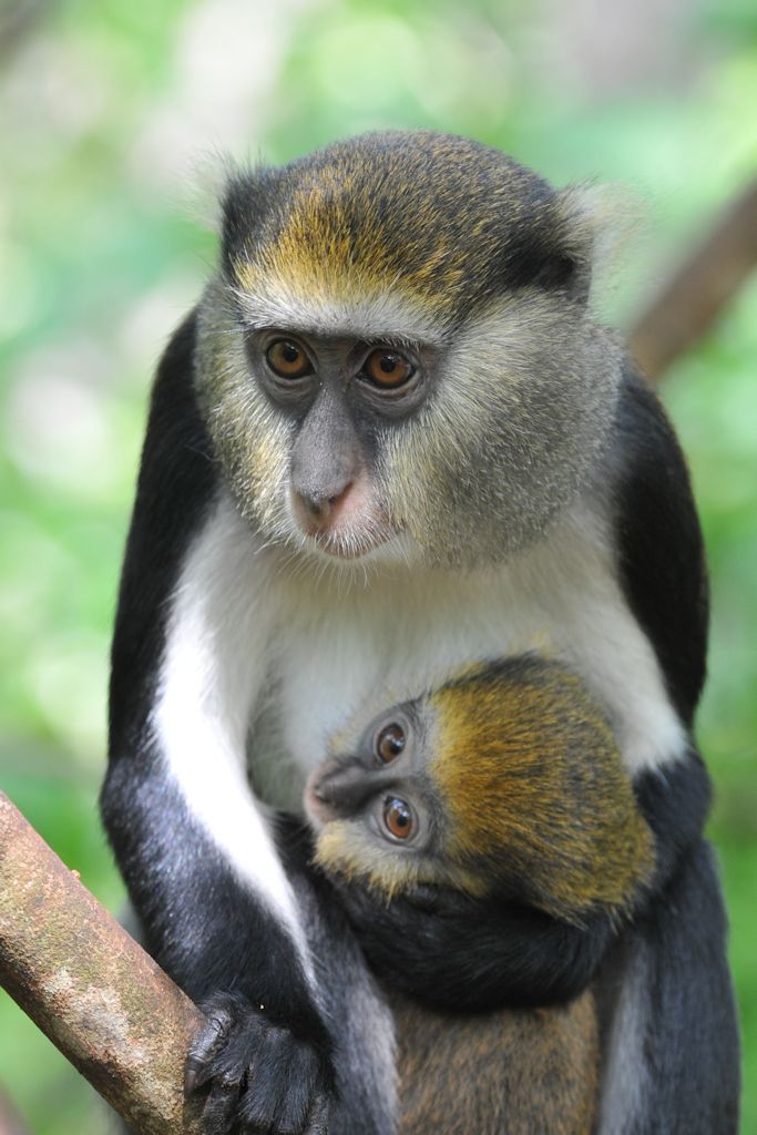 Monameekratze mit Baby
Boabeng-Fiema Monkey Sanctuary
4870