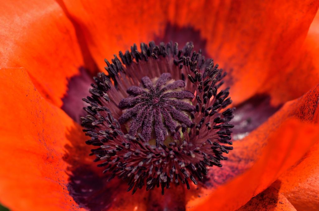 Monblume am Straßenrand