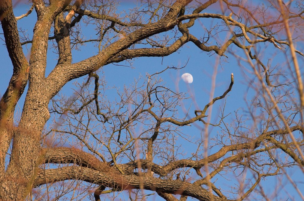 Mond im Baum