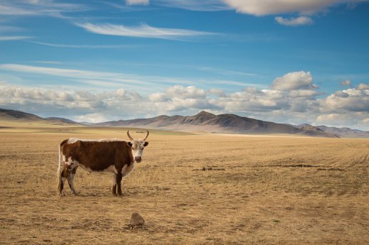 Mongolei, Foto: Johannes Knorpp