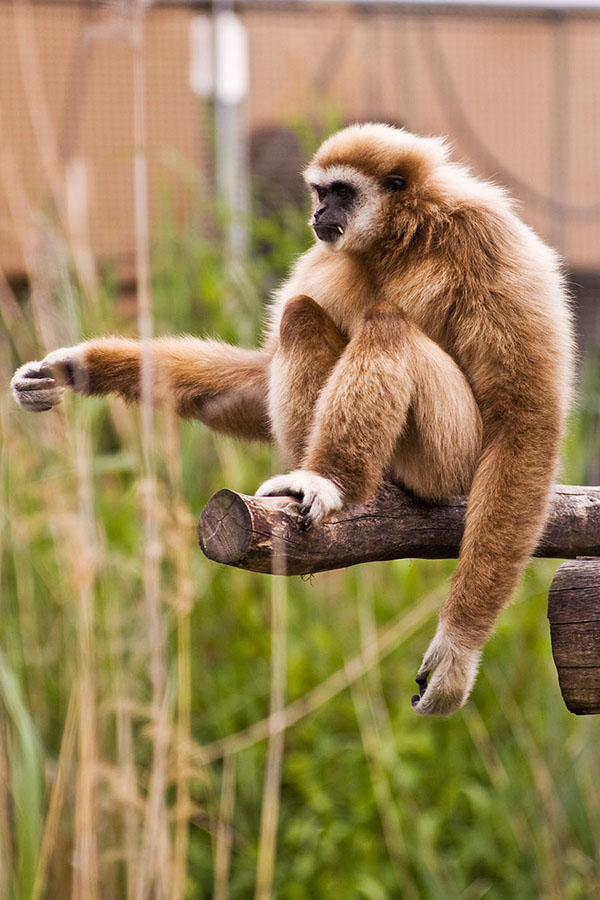Monkey Man by The Rolling Stones