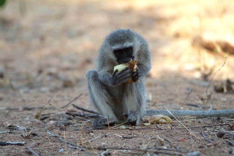monkey