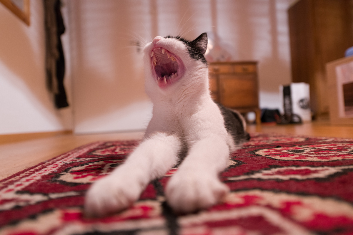 Monsterkatze