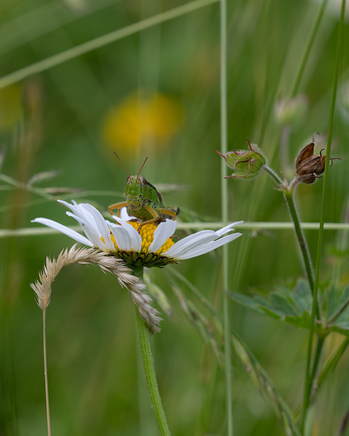 Montafon2019-20.jpg