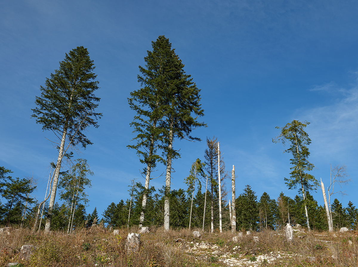 Montfaucon_DSF3323_12.jpg