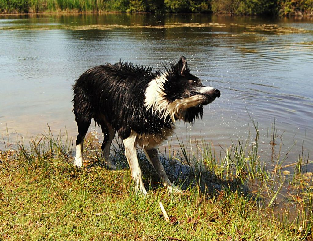 Monty in der Bretagne