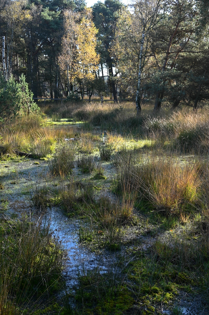 Moor im Diesfordter Wald.jpg