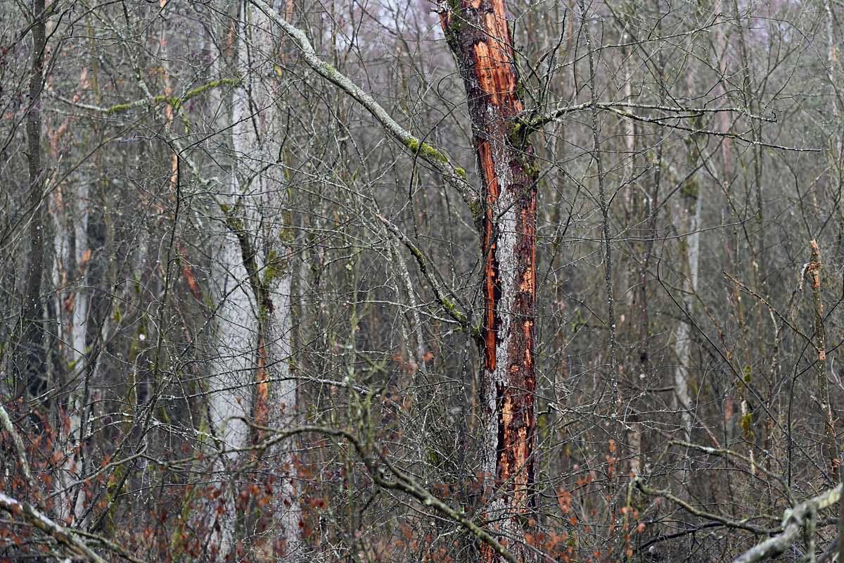 Moorbaum 2.jpg