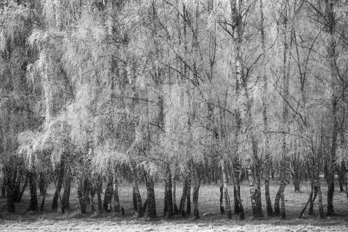 Moorbirken 1 BW_1.jpg
