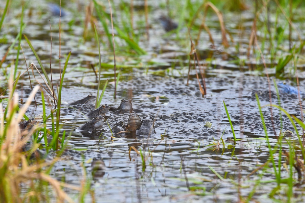 Moorfrosch 10