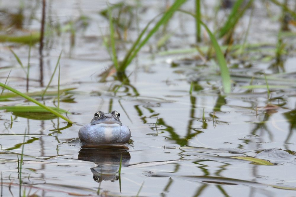 Moorfrosch 18