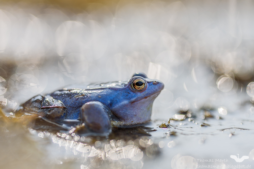 Moorfrosch