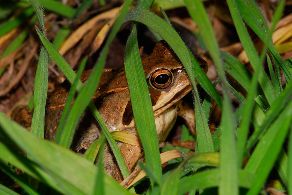 Moorfroschweibchen
