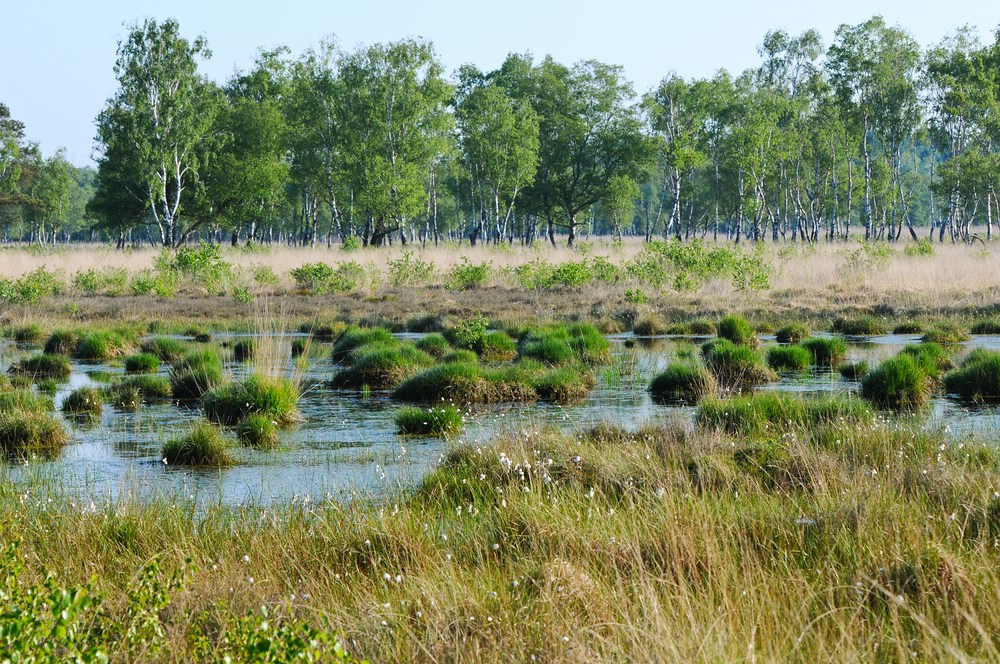 Moorheide.