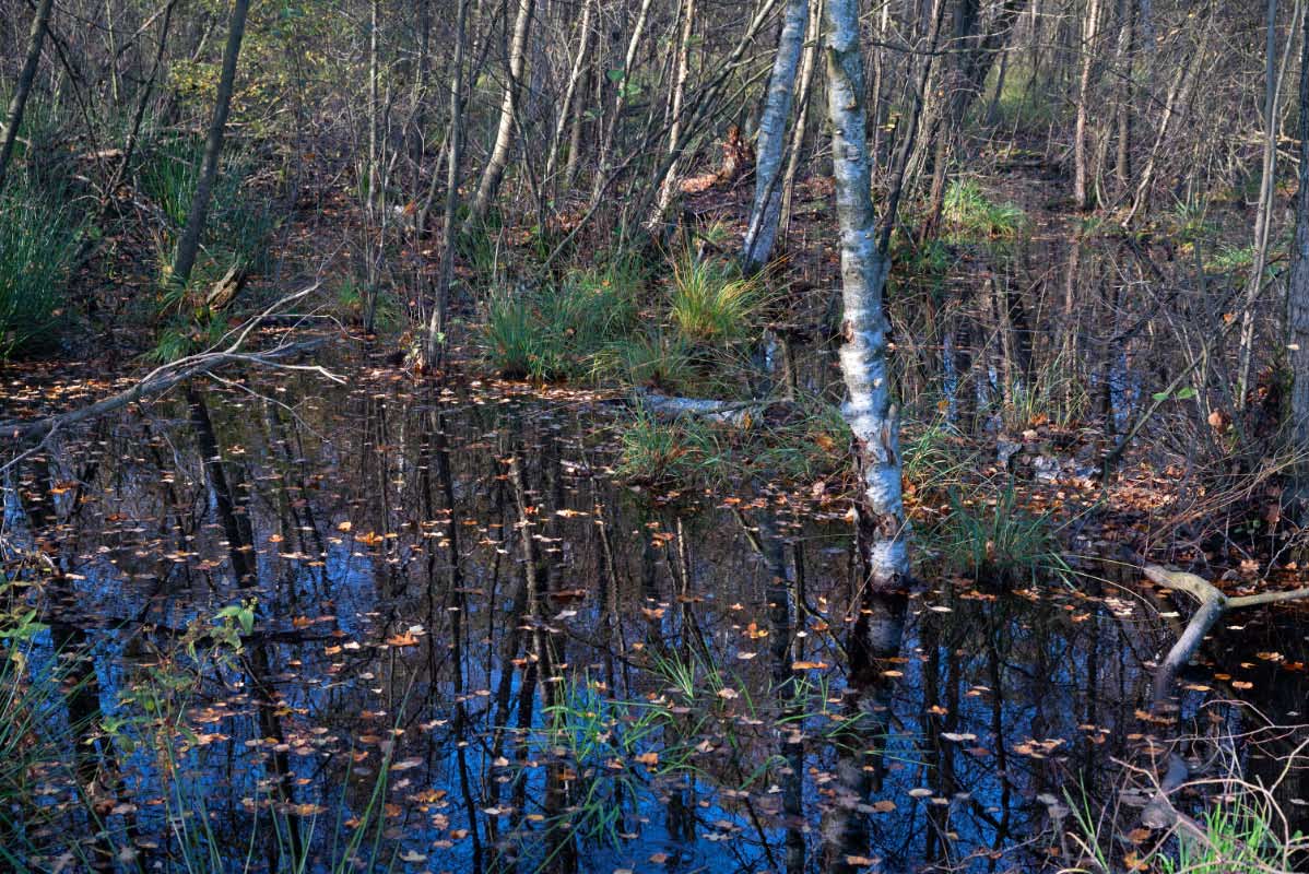 Moorherbst 8.jpg