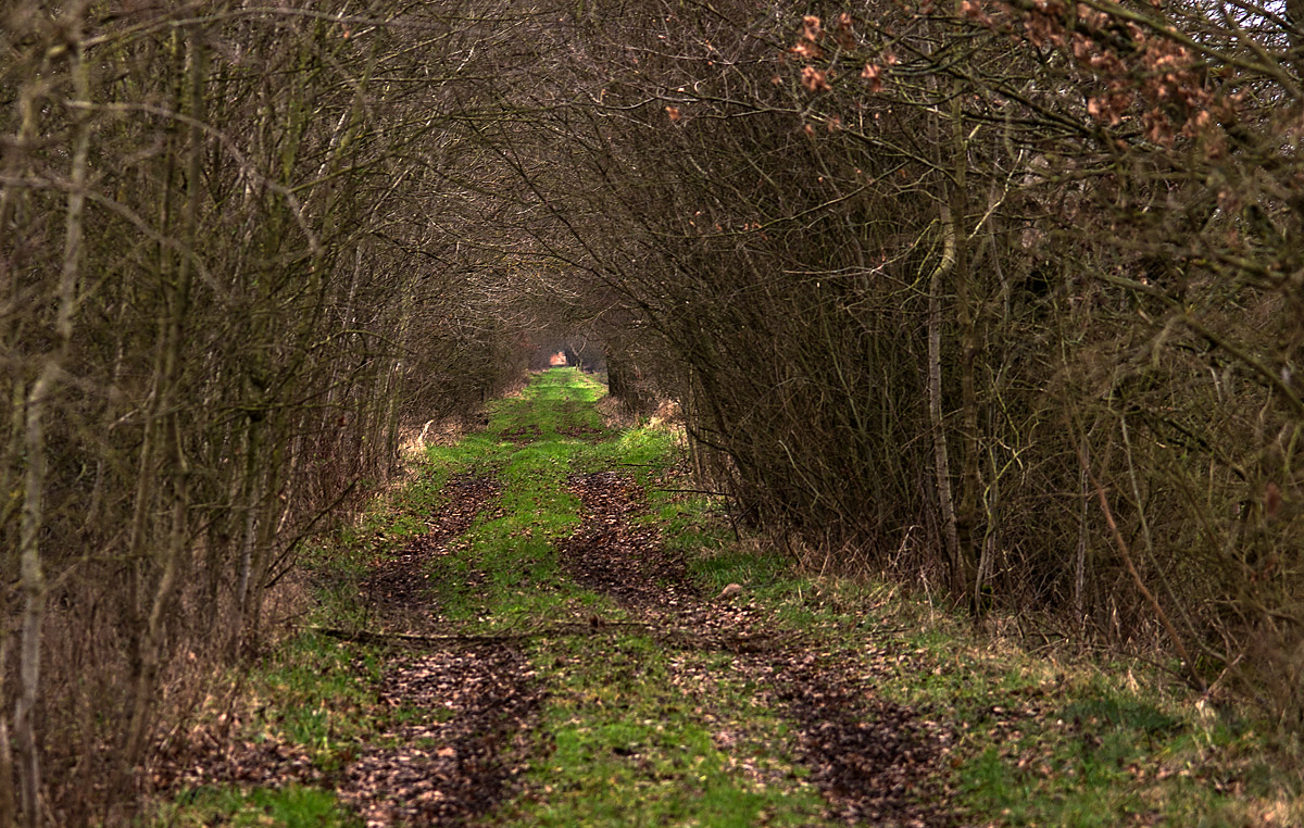 Moorweg