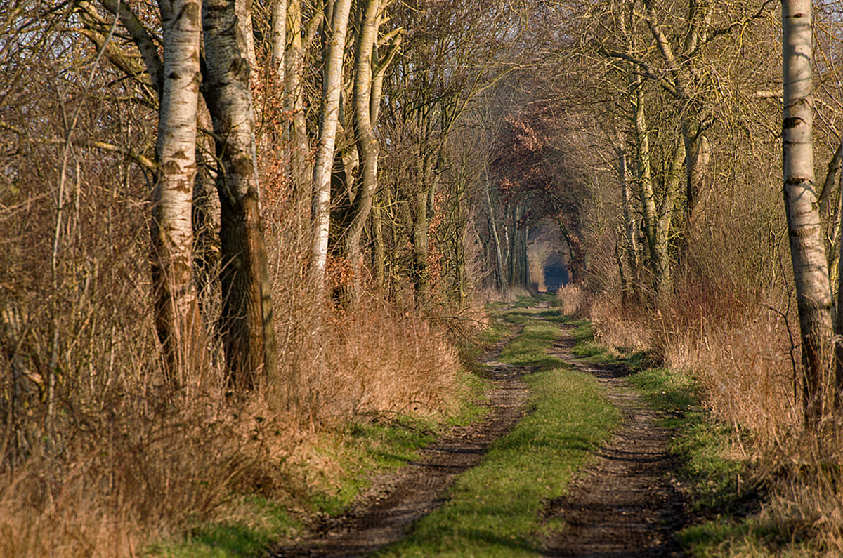 Moorweg