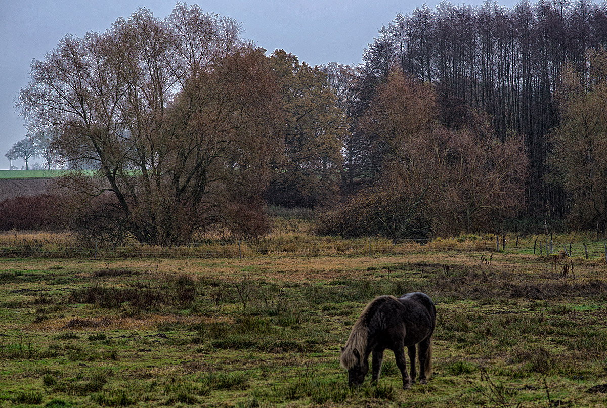 Moorweide