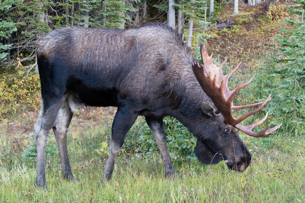 moose 02