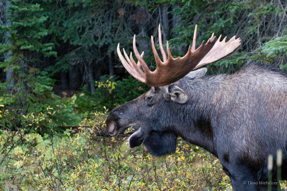 moose 04