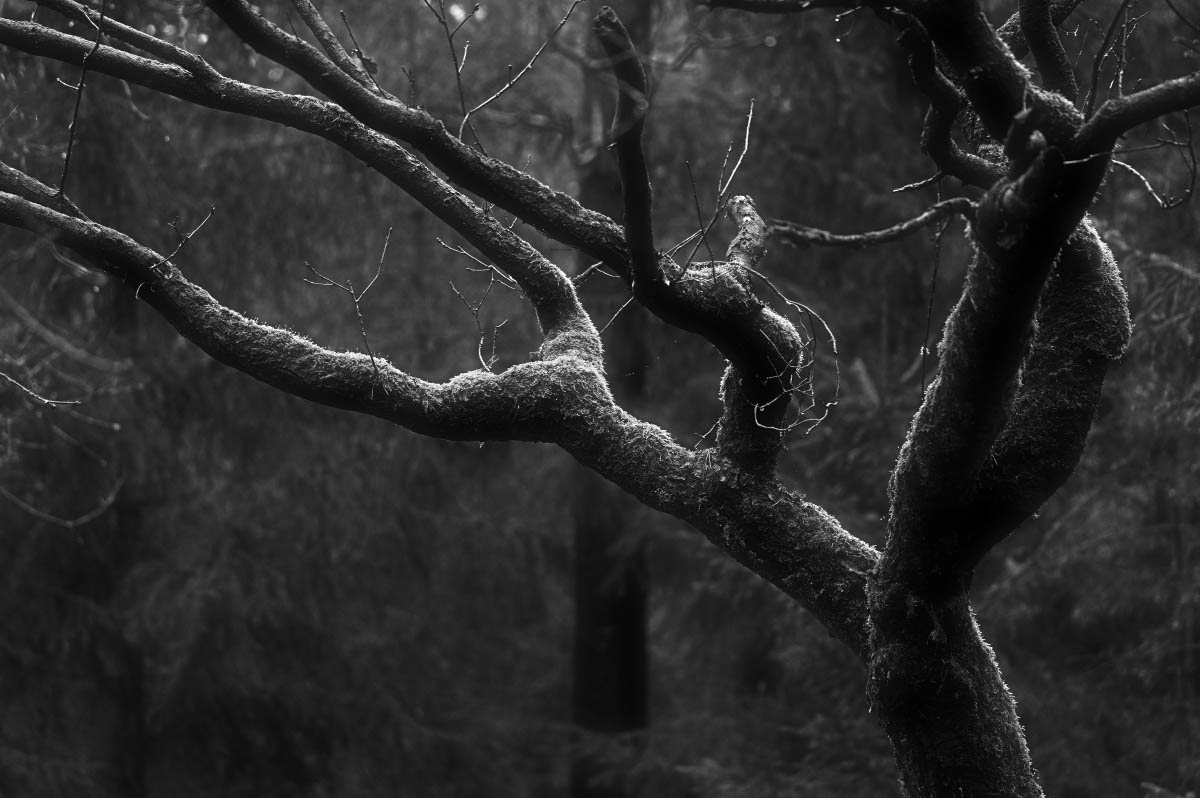 Mooseiche 1 BW_2.jpg