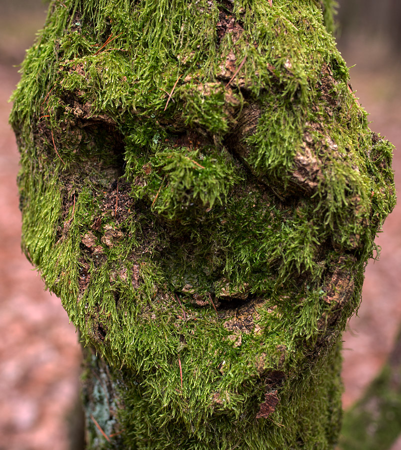 Moosgesicht