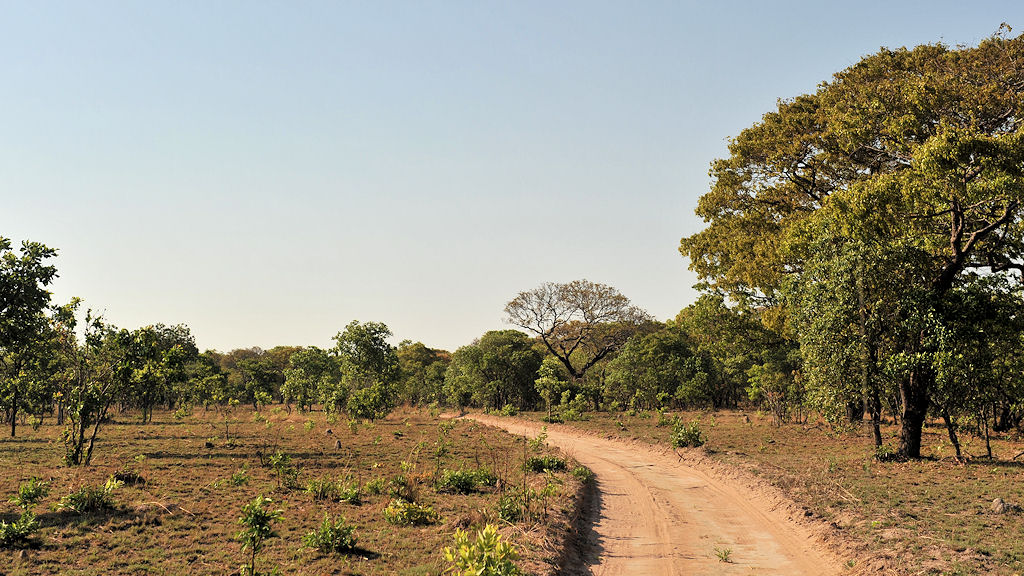 Mopane Wald
zwischen Musanza und Lufupa, Kafue
5823