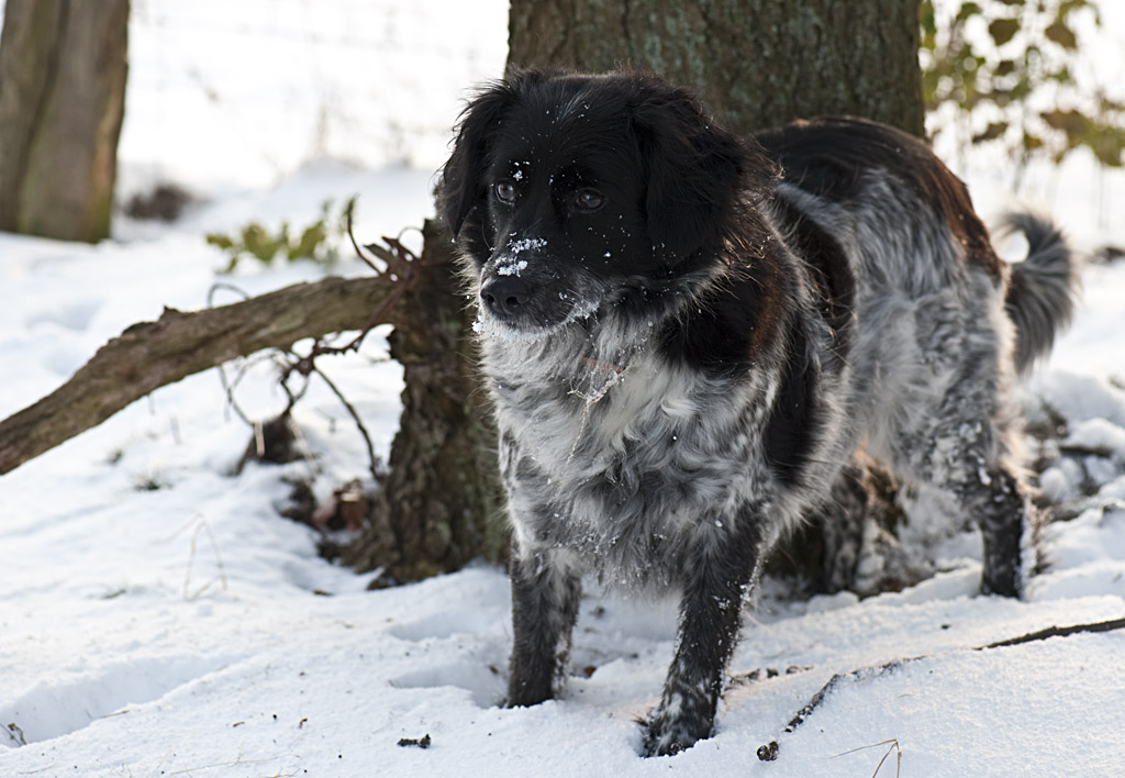 Mops im letzten Schnee 1k