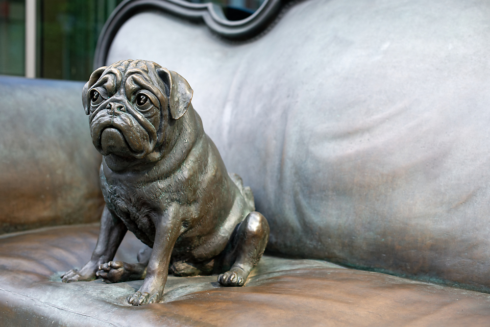 Mops.jpg