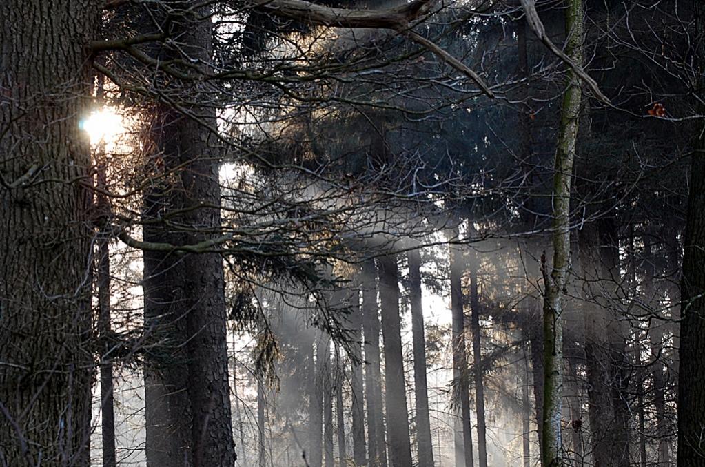 Morgen im Wald 023