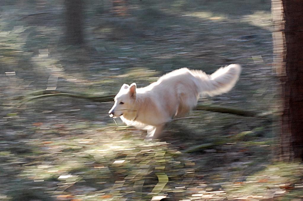Morgen im Wald 061