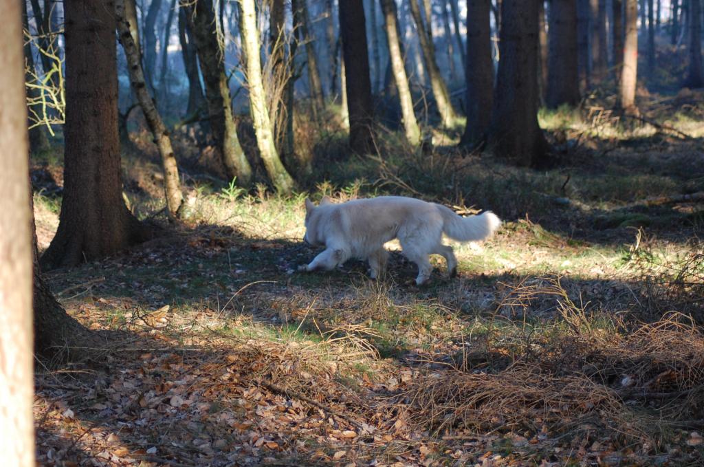 Morgen im Wald 070