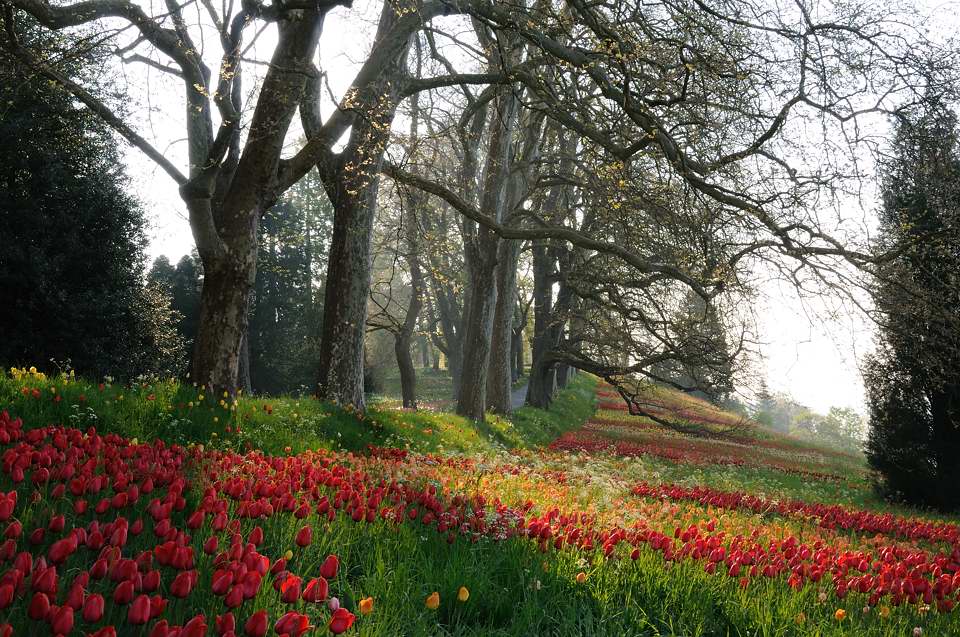 Morgen in der Frühlingsallee auf der Mainau