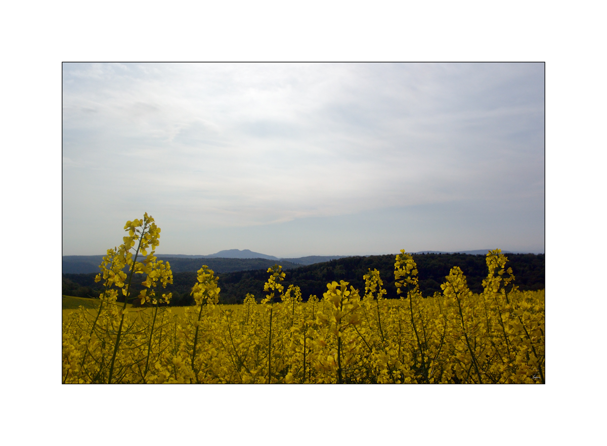 MorgenDSC 7975