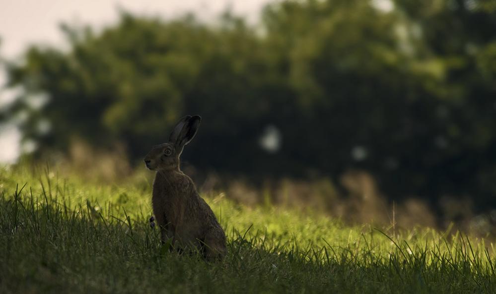 Morgendstund hat....

Aufgenommen mit Nikon, Sigma 80-400mm und Stativ

Lg Ela