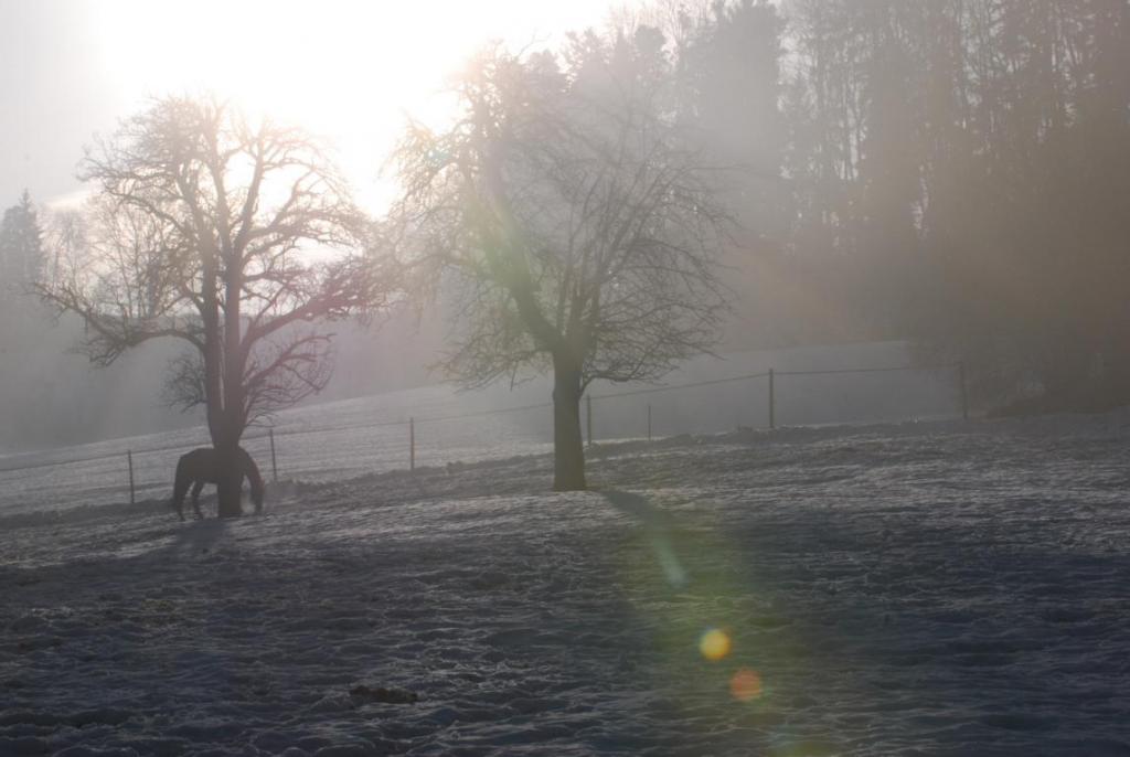 Morgendunst im Winter auf der Weide
DSC 1475