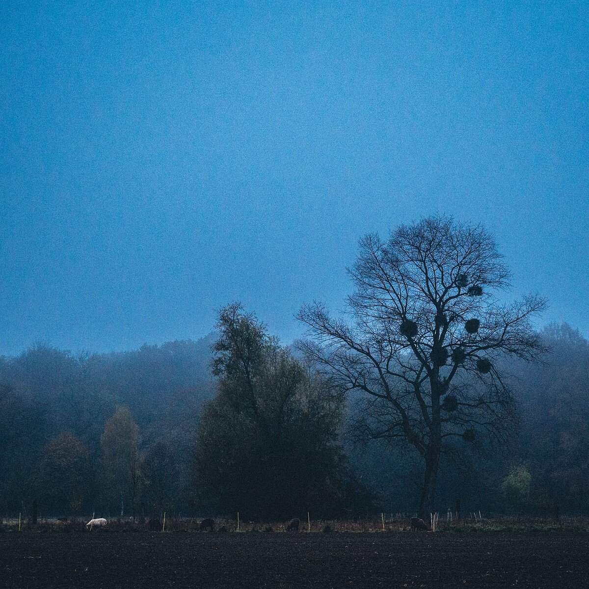 Morgengrauen