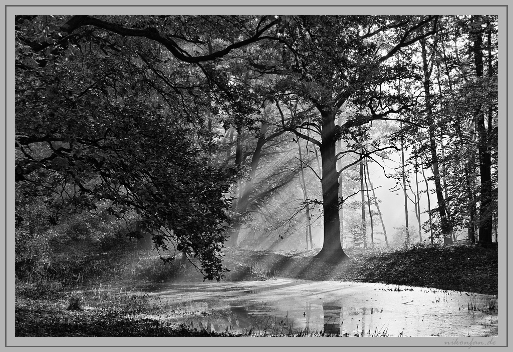 Morgenlicht