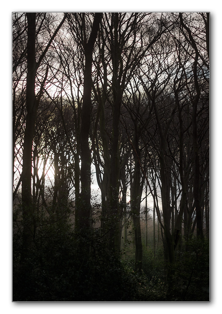 morgenlicht
