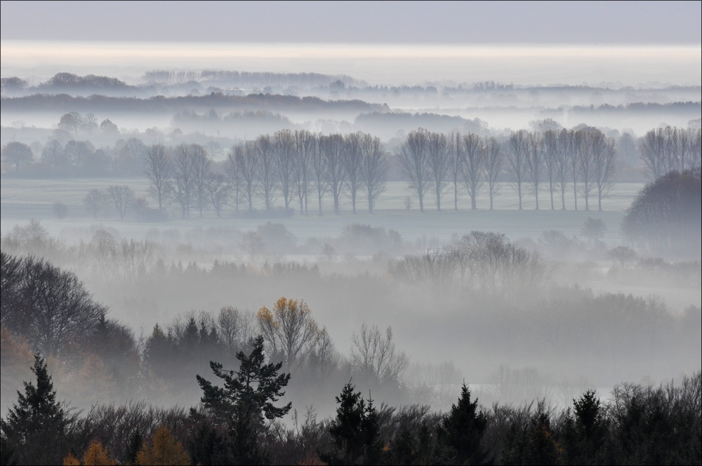 Morgennebel in der Hahnheide 02