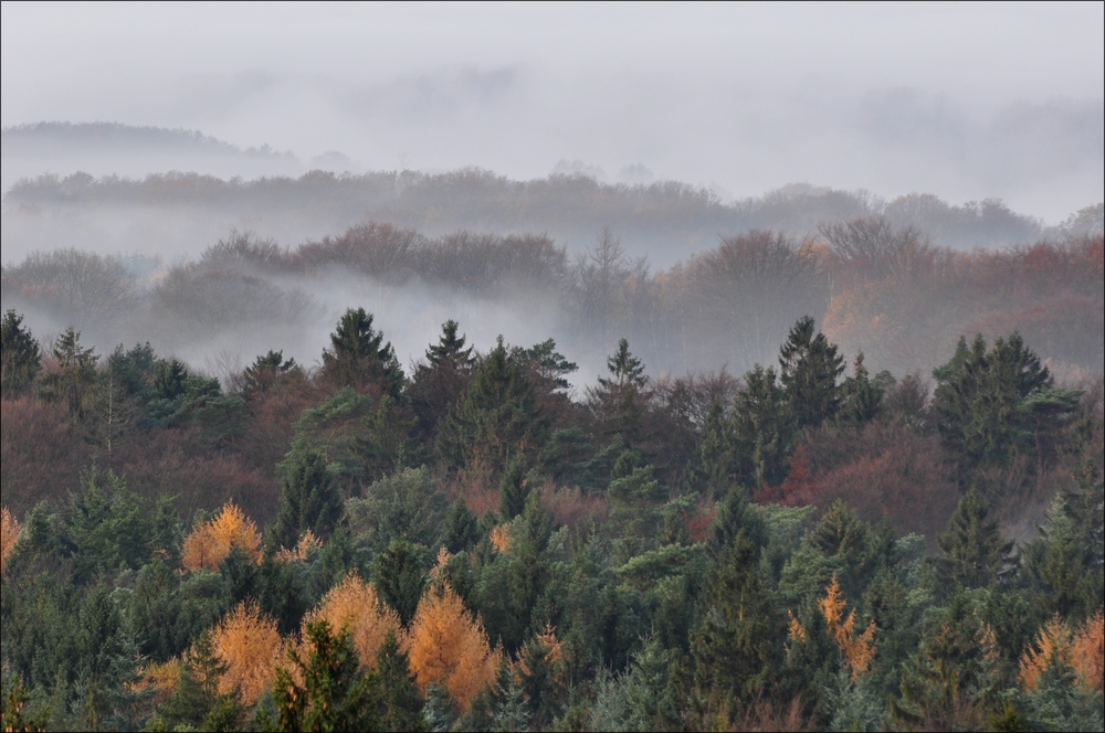 Morgennebel in der Hahnheide 04