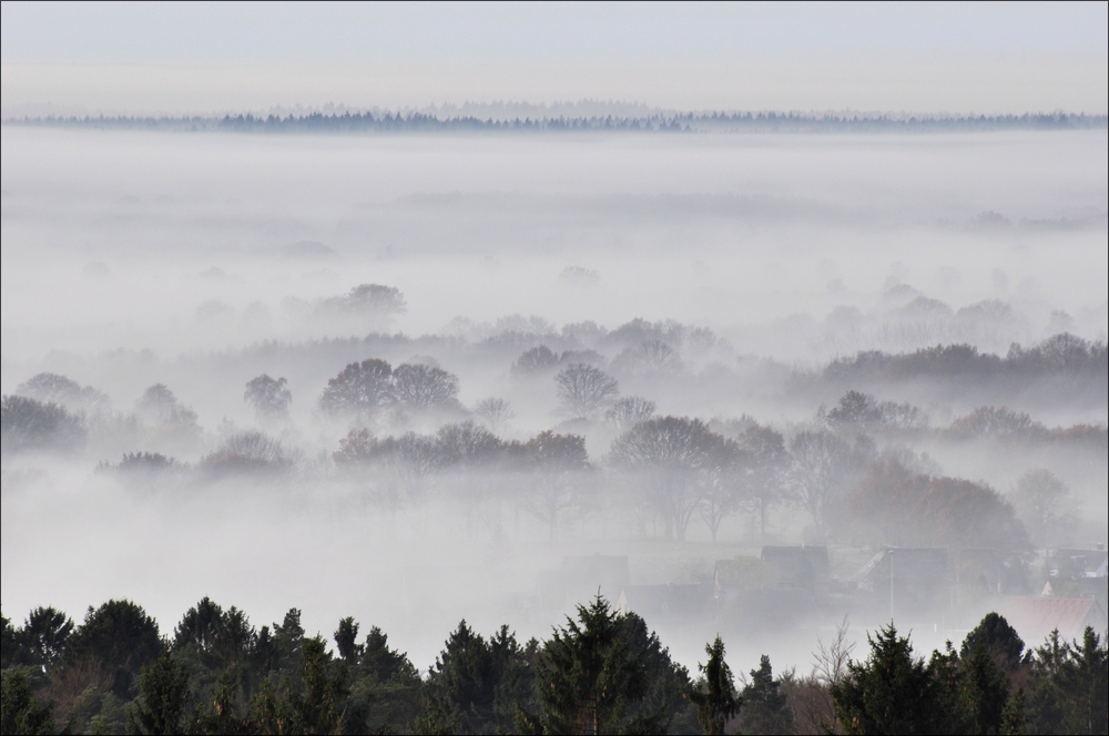 Morgennebel in der Hahnheide 06