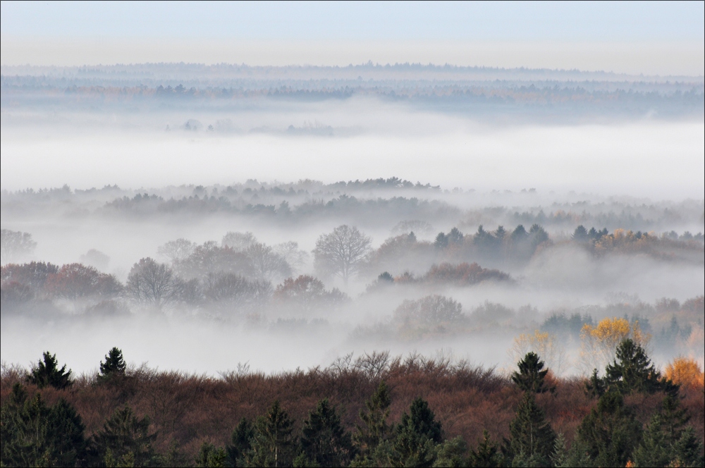 Morgennebel in der Hahnheide 08