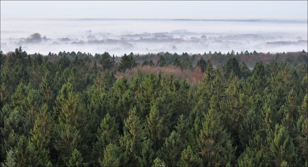 Morgennebel in der Hahnheide 10