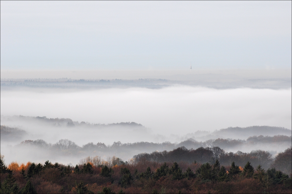 Morgennebel in der Hahnheide 11