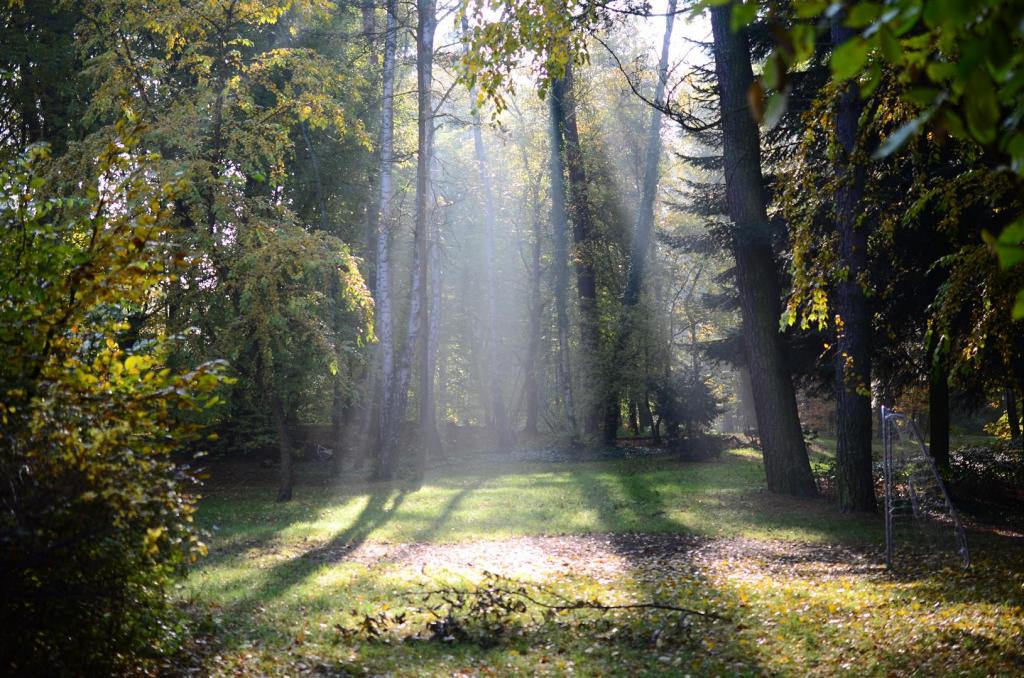 Morgennebel