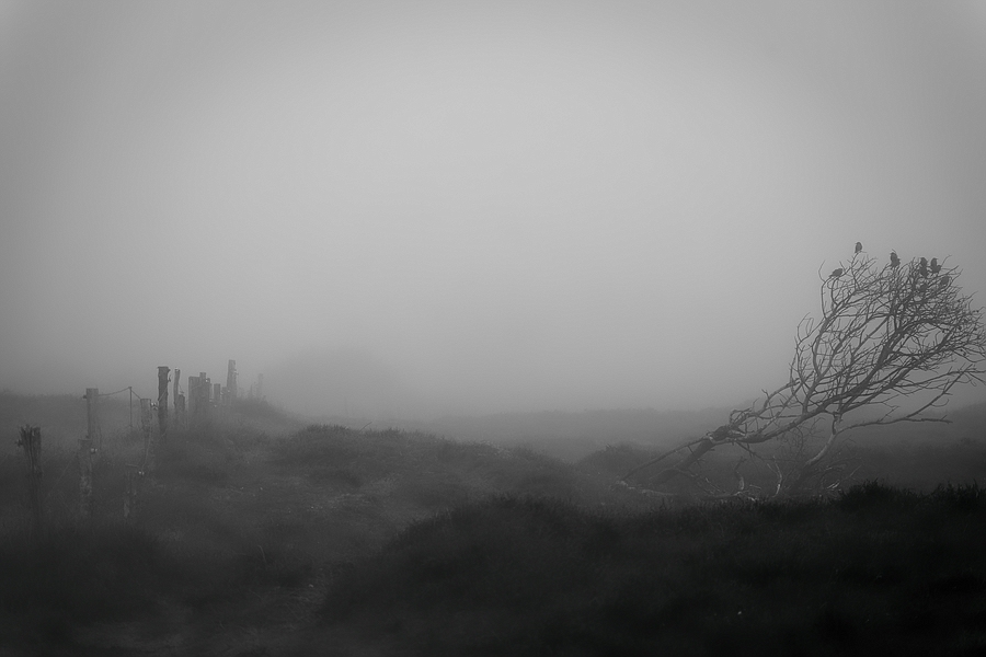 Morgennebel