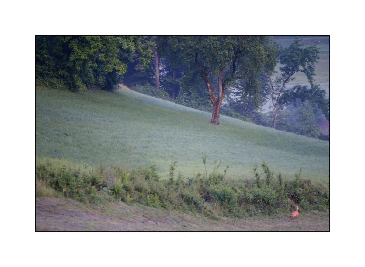 MorgenPZ1 2082